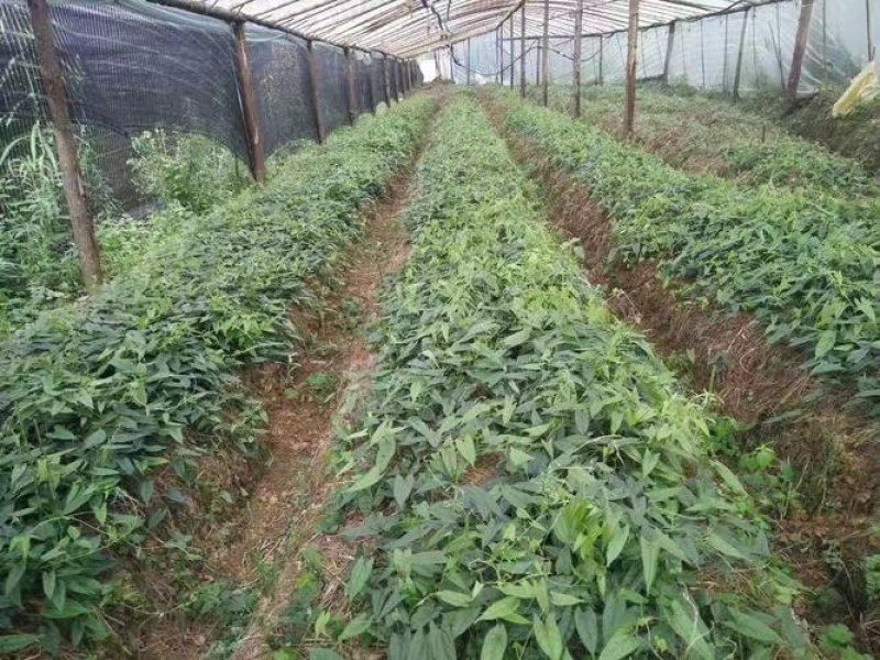 金果榄种苗中药材大量上市，产地直销，可视频看货