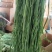 【精品贡菜】贡菜批发精选脱水蔬菜贡菜干货，全国供应