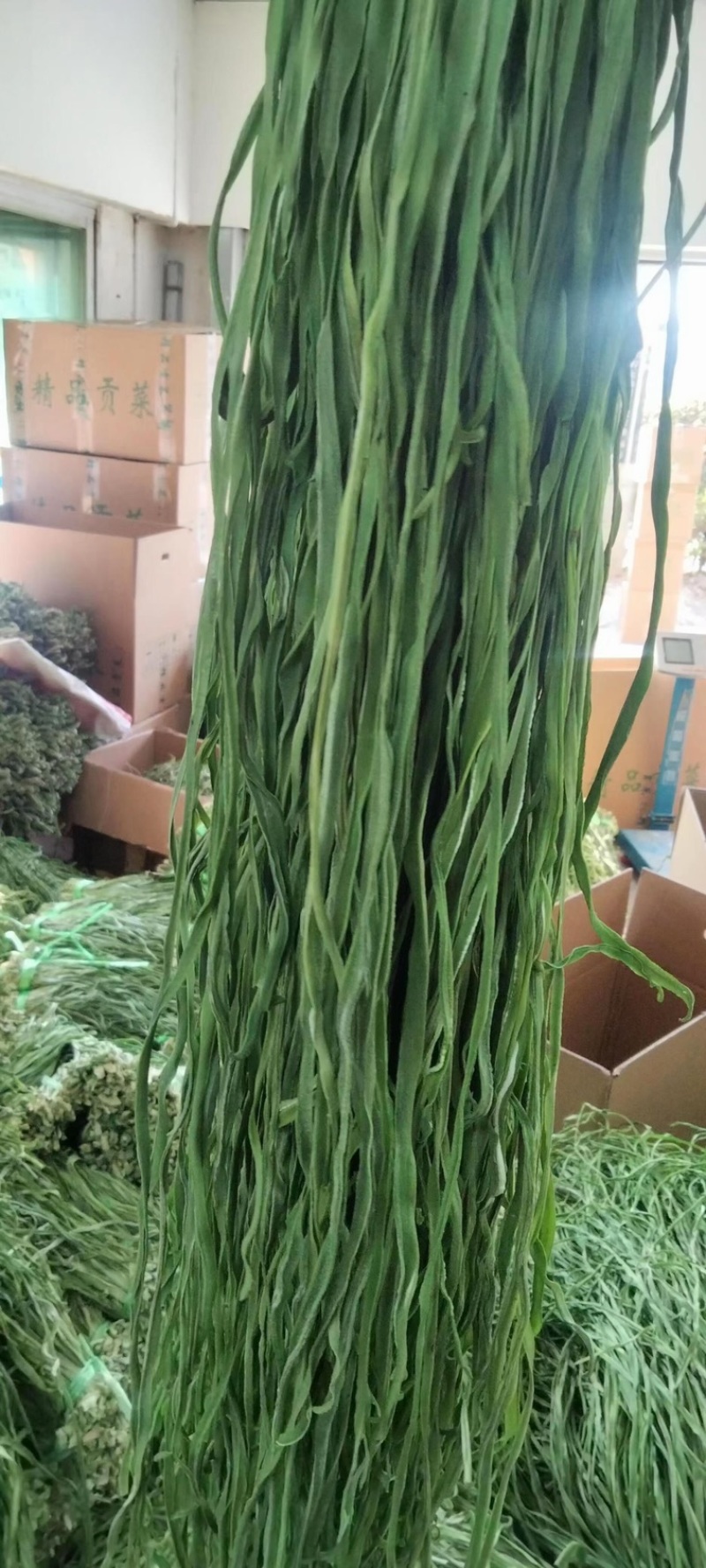 【精品贡菜】贡菜批发精选脱水蔬菜贡菜干货，全国供应
