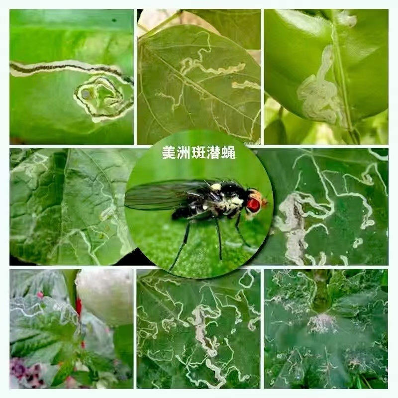 31%阿维.灭蝇胺美洲斑潜蝇鬼画符豆角蝇潜叶蛆蔬菜杀虫剂
