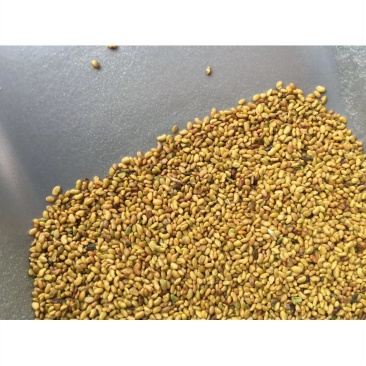 草木樨种子草木犀蜜源植物黄花草牧草型绿肥耐寒