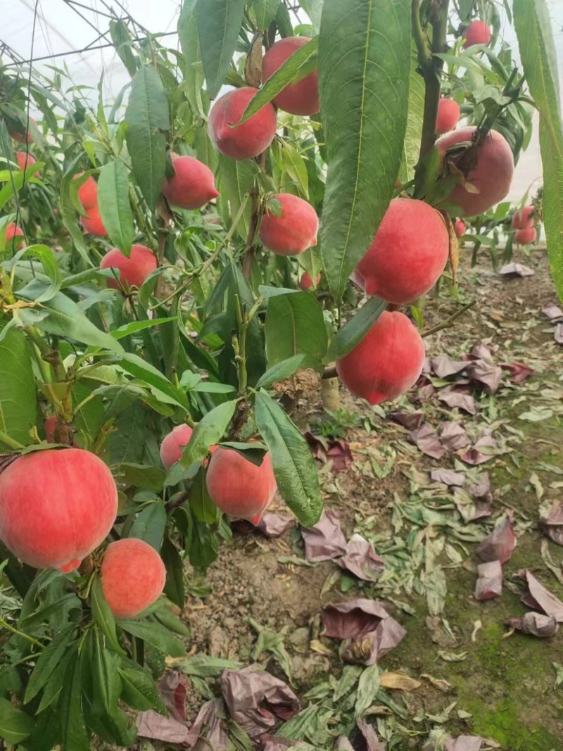 【推荐】河北精品雪桃产地直发一手货源口感好对接电商