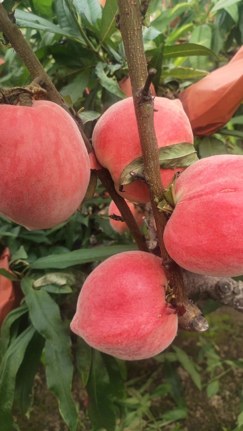 【推荐】河北精品雪桃产地直发一手货源口感好对接电商