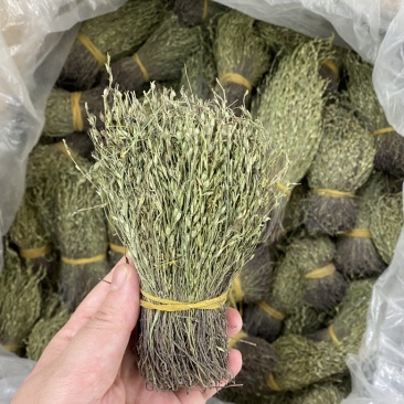 独脚金青绿产地直发可视频看货品质保证全国发货
