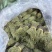 独脚金青绿产地直发可视频看货品质保证全国发货