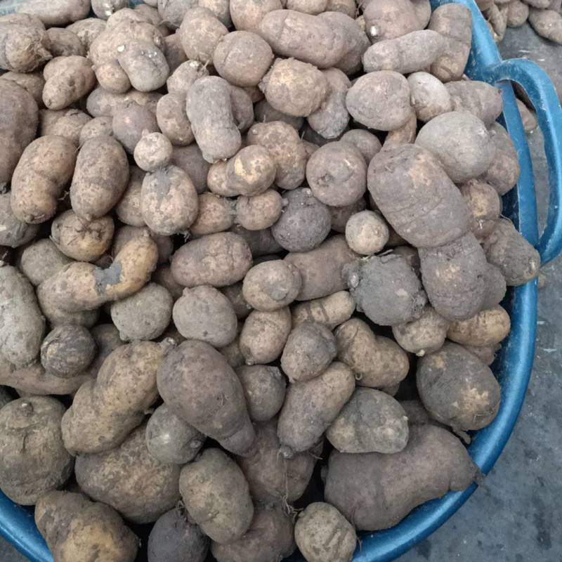 乐山金果榄种植基地直发货源充足质量保证地苦胆中药材
