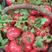普罗旺斯水果西红柿陕西西红柿常年代办，包装工人全部到位