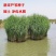 芦苇种子草籽春季水生植物开花湿地池塘道路公园绿化旱地葭兼
