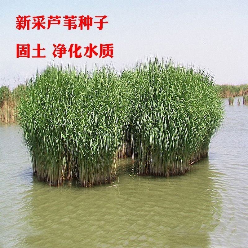 芦苇种子草籽春季水生植物开花湿地池塘道路公园绿化旱地葭兼