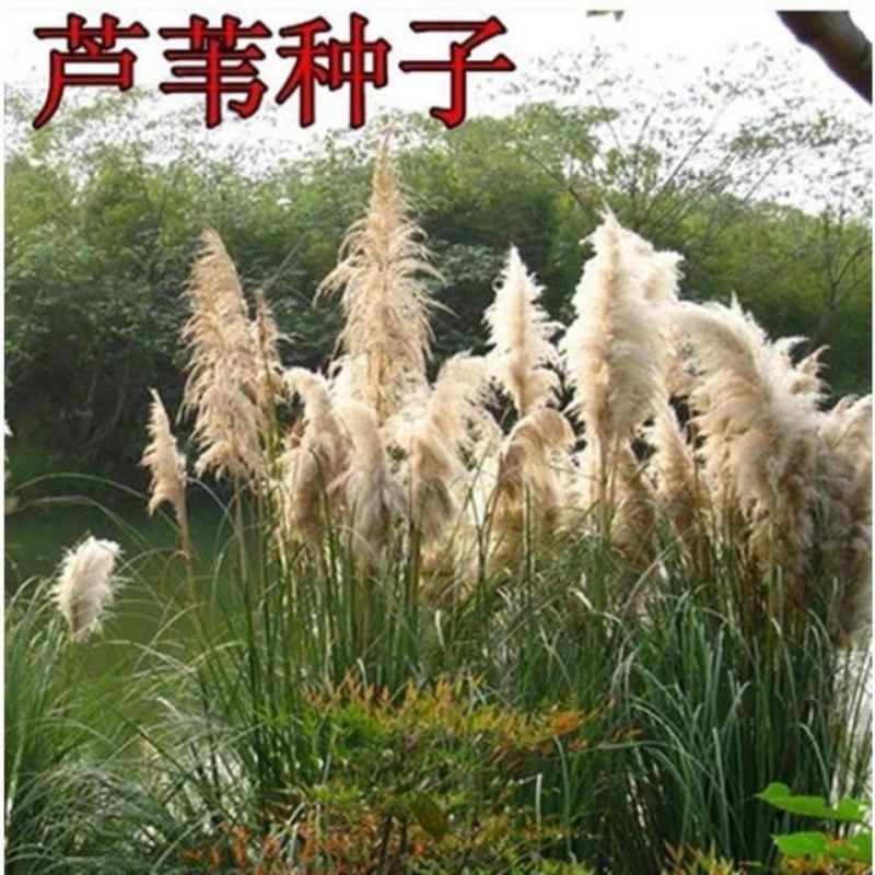 芦苇种子草籽春季水生植物开花湿地池塘道路公园绿化旱地葭兼
