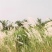 芦苇种子草籽春季水生植物开花湿地池塘道路公园绿化旱地葭兼