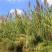 芦苇种子草籽春季水生植物开花湿地池塘道路公园绿化旱地葭兼