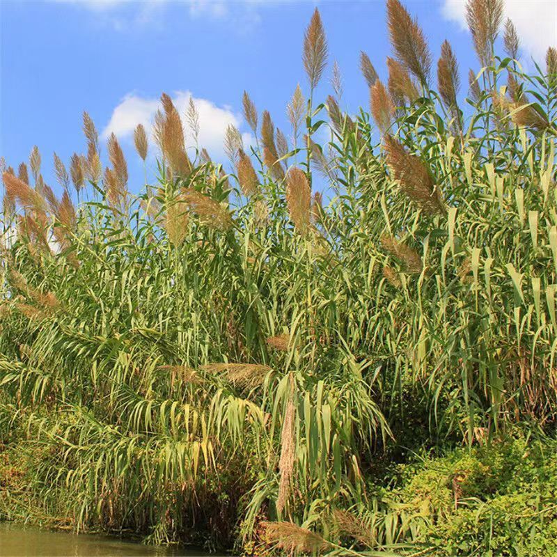 芦苇种子草籽春季水生植物开花湿地池塘道路公园绿化旱地葭兼