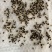 正品益母草种籽子食用苗益母草籽中药材种子四季青菜籽种蔬菜
