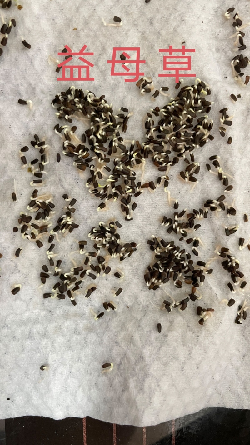 正品益母草种籽子食用苗益母草籽中药材种子四季青菜籽种蔬菜