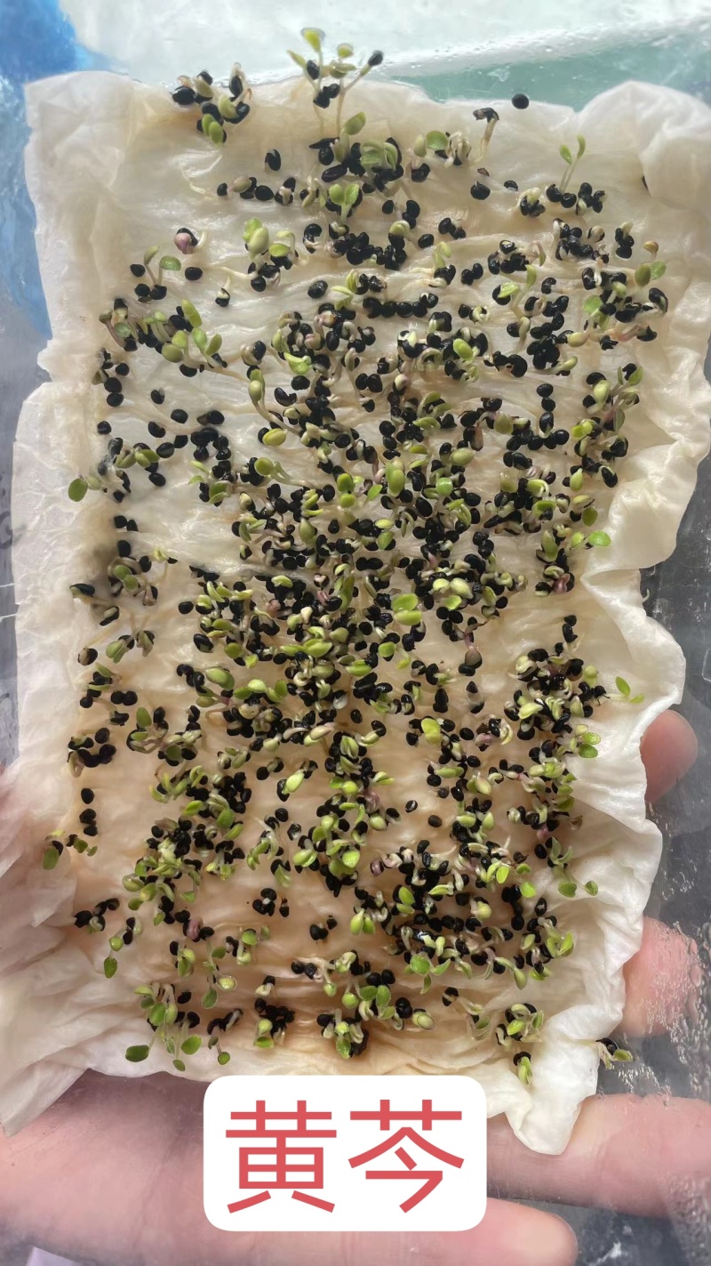新黄芩种子黄芩籽纯新籽抗旱林下种植一斤起批包邮