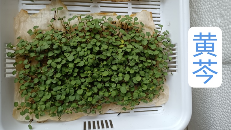 新黄芩种子黄芩籽纯新籽抗旱林下种植一斤起批包邮