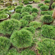 虎须菖蒲九节菖蒲中药材量大从优质量保证欢迎咨询