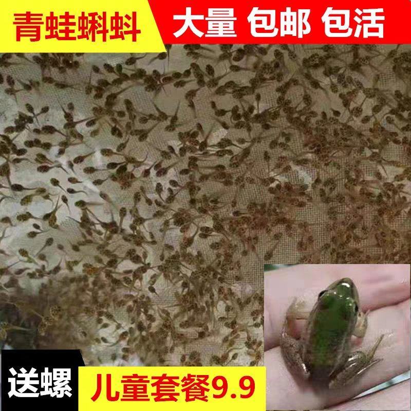 黑斑蛙小蝌蚪青蛙卵稻田养殖青蛙鲜活青蛙苗