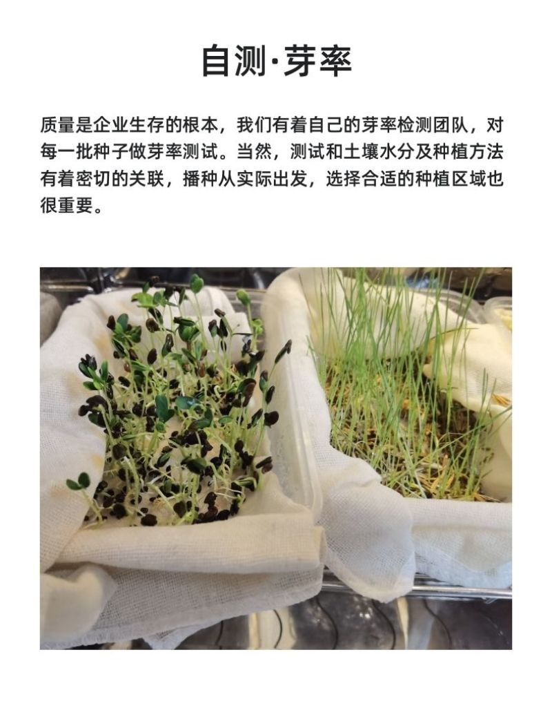 碱蓬草种子盐地碱蓬土壤改善沙地荒地耐盐碱治理护坡红色