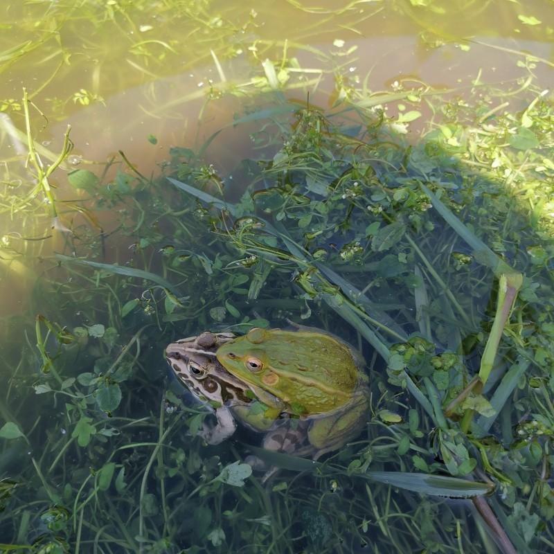 黑斑蛙小蝌蚪青蛙卵稻田养殖青蛙鲜活青蛙苗