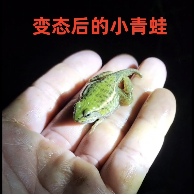 黑斑蛙小蝌蚪青蛙卵稻田养殖青蛙鲜活青蛙苗