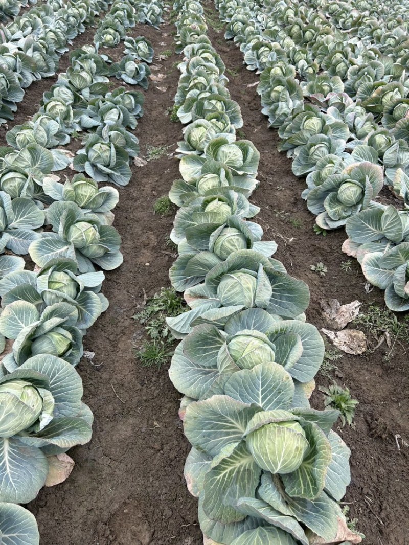 （精品甘蓝)园甘蓝，对接市场电商超市，产地直供，万亩蔬