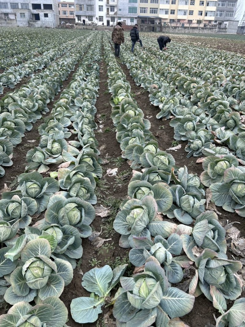 （精品甘蓝)园甘蓝，对接市场电商超市，产地直供，万亩蔬