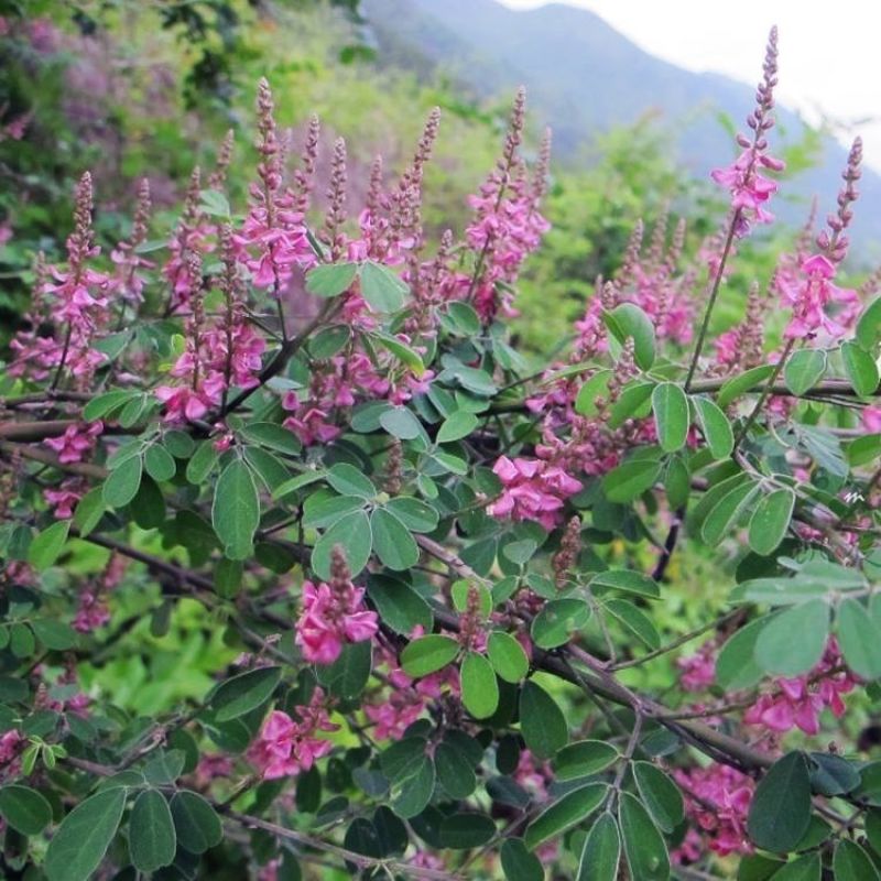 多花木兰种子蜜源植物野蓝枝种子公路绿化护坡型灌木牧草种