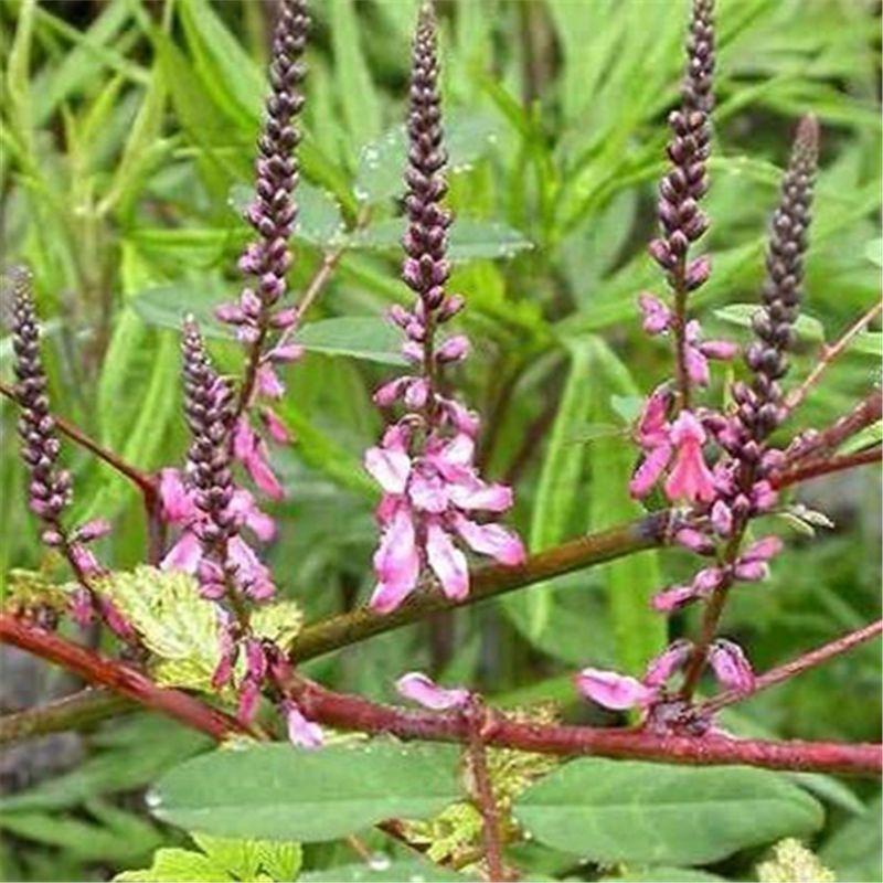 多花木兰种子蜜源植物野蓝枝种子公路绿化护坡型灌木牧草种