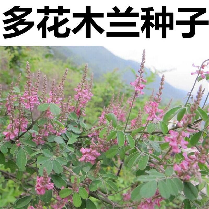 多花木兰种子蜜源植物野蓝枝种子公路绿化护坡型灌木牧草种