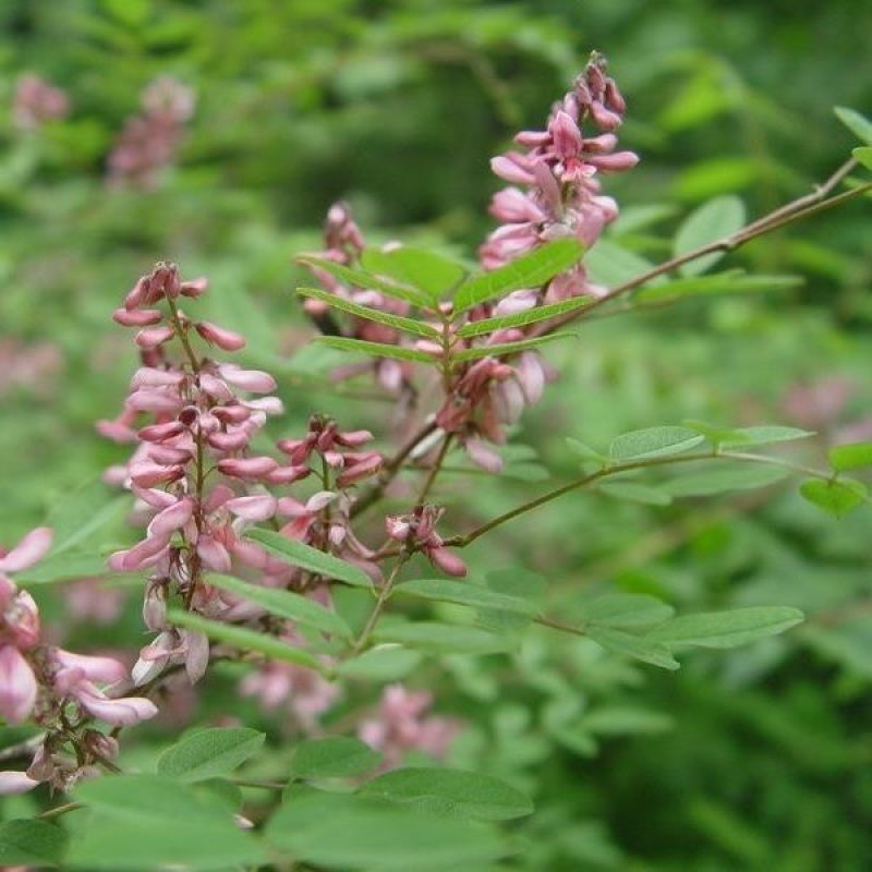 多花木兰种子蜜源植物野蓝枝种子公路绿化护坡型灌木牧草种