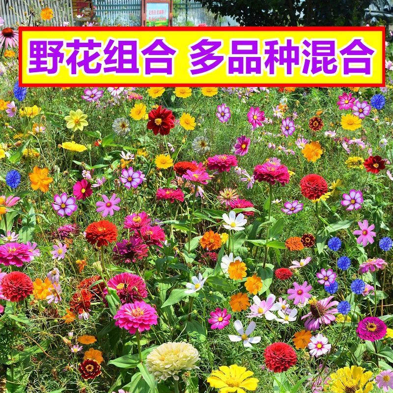多年生野花组合耐寒耐旱开花不断四季易种易活庭院室内新手易