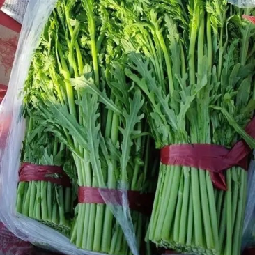 【基地发货】茼蒿，江苏淮安茼蒿，全国发货，对接市场电商