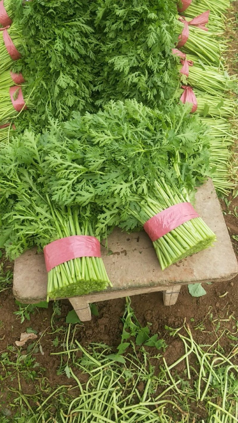 【基地发货】茼蒿，江苏淮安茼蒿，全国发货，对接市场电商