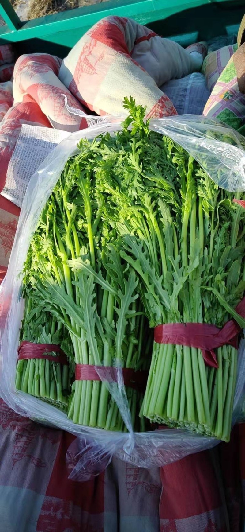 【基地发货】茼蒿，江苏淮安茼蒿，全国发货，对接市场电商