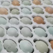 【绿壳鸡蛋】土鸡蛋湖北绿壳鸡蛋粉壳鸡蛋土鸡蛋常年有货来电