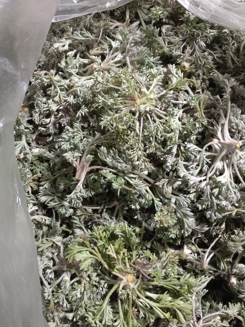 农产品新鲜白蒿