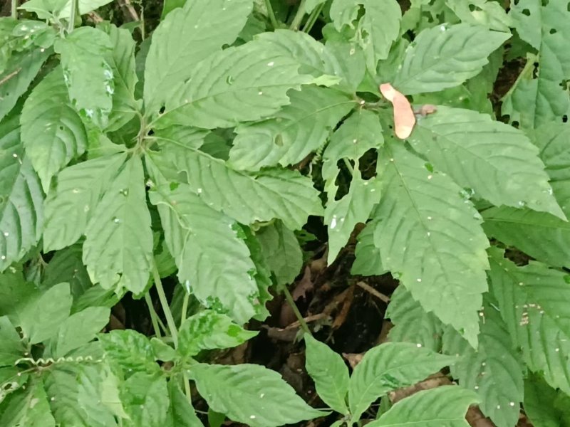 云南深山老林纯野生绞股蓝干货