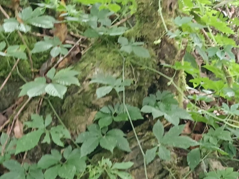 云南深山老林纯野生绞股蓝干货