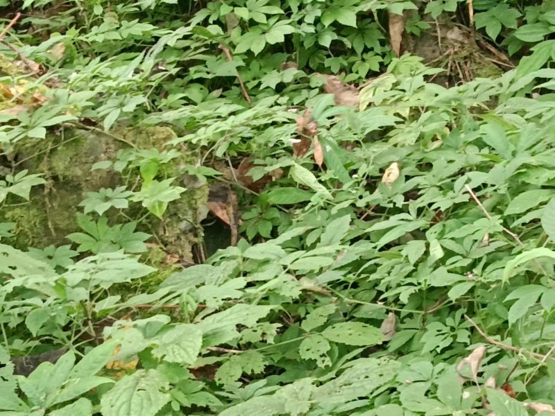 云南深山老林纯野生绞股蓝干货