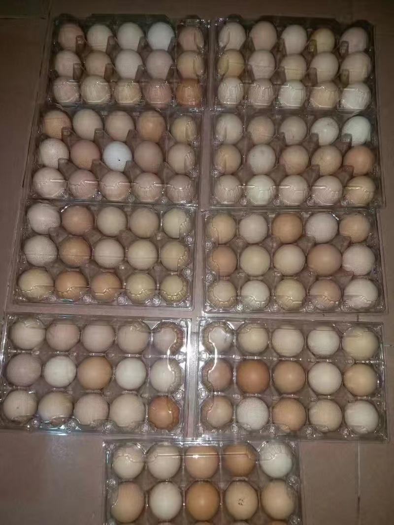 【鸡蛋】土鸡蛋湖北鸡蛋粉壳鸡蛋绿壳鸡蛋白壳鸡蛋来电更优惠