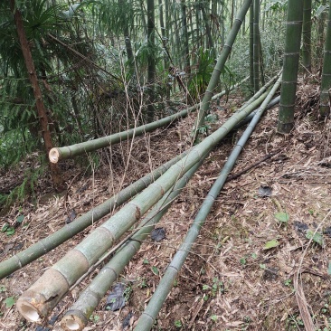 毛竹产地直销