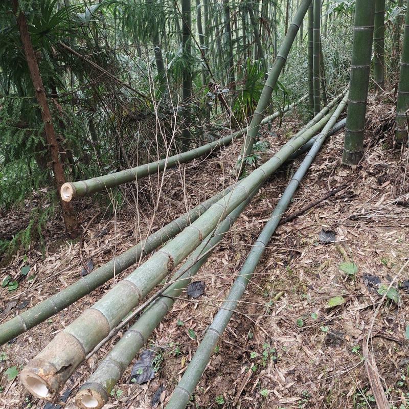 毛竹产地直销