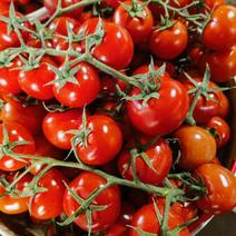 串小番茄圣女果产地直发串圣女果品质保证大量上市