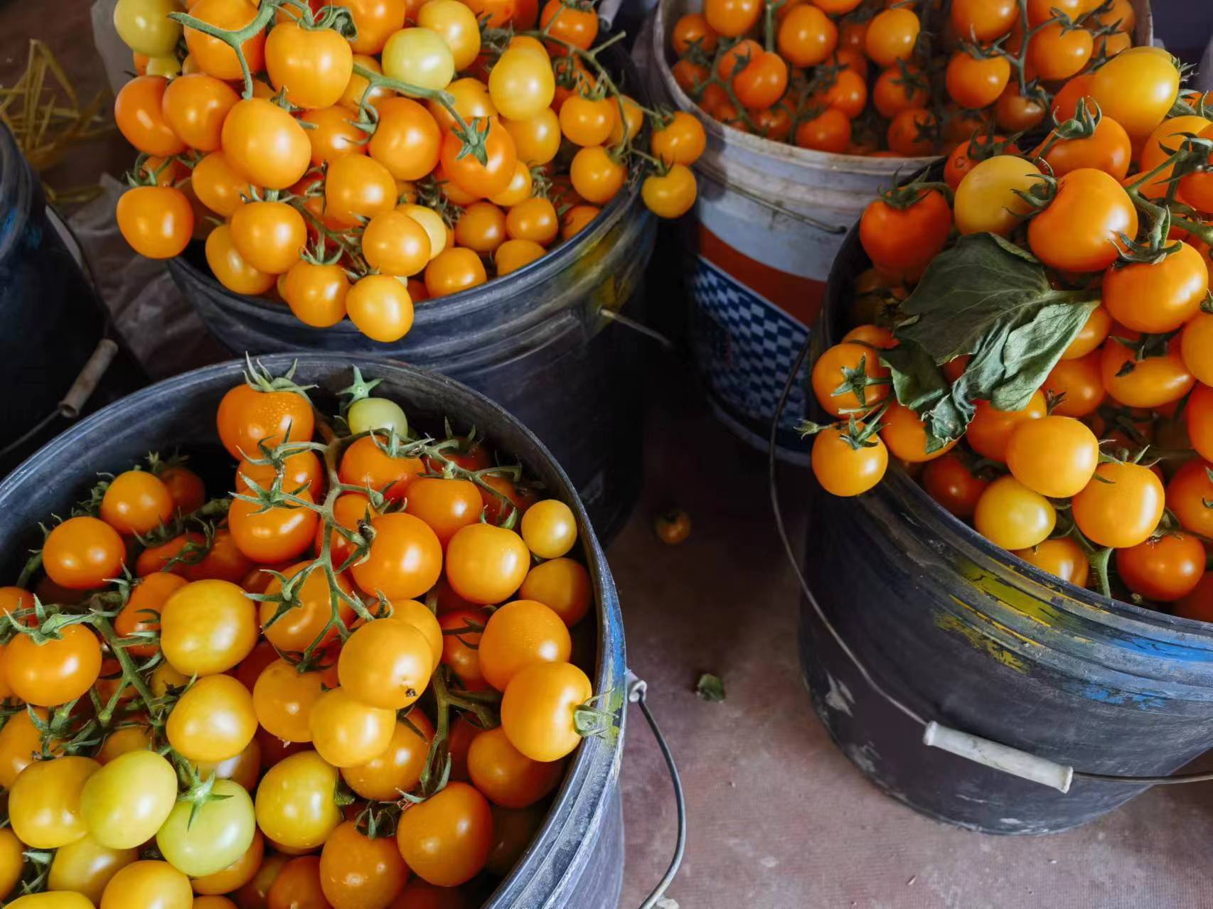 冷冻圣女果用于制作番茄酱