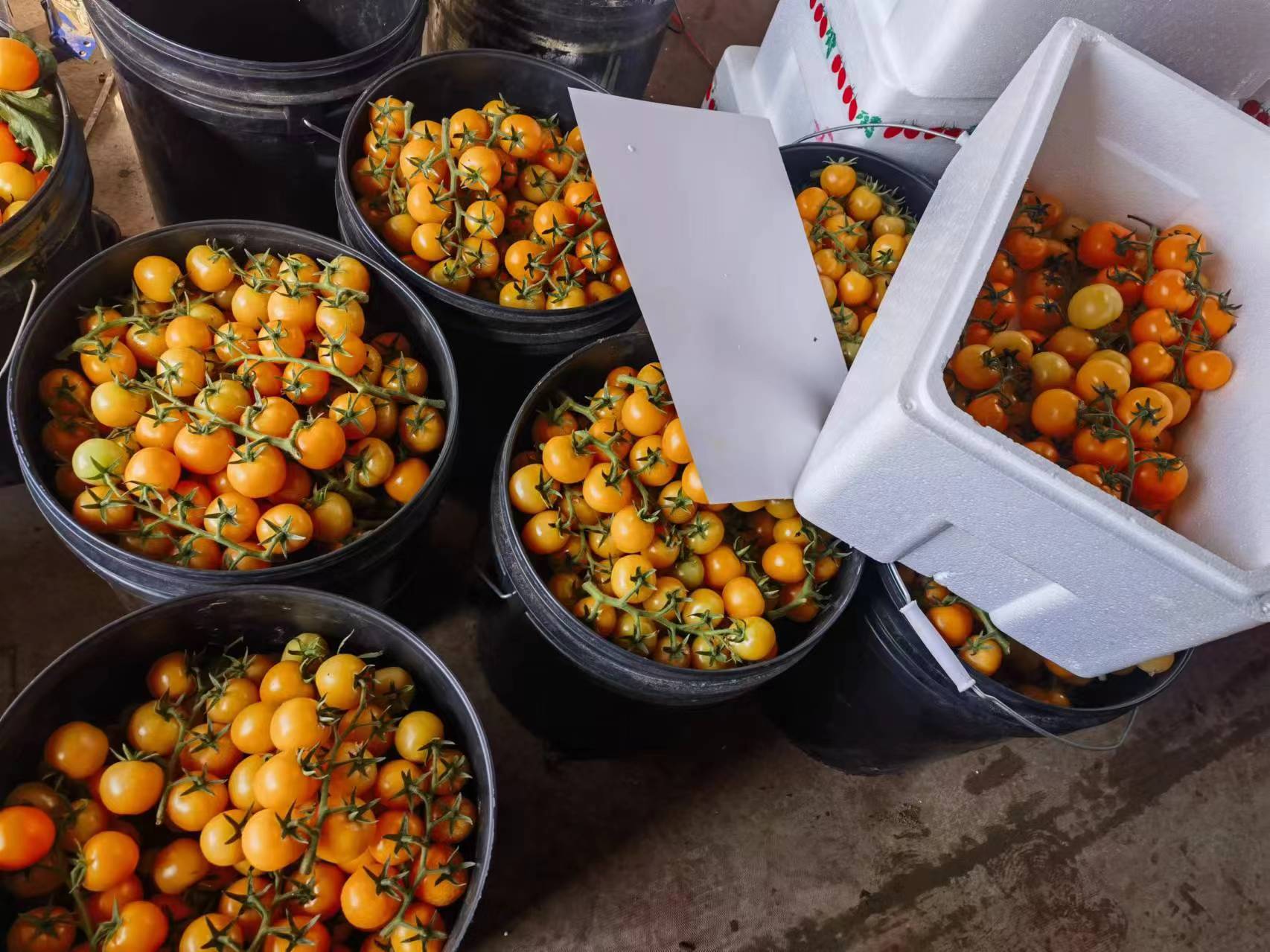 游客手持装满新鲜圣女果的竹篮,笑容灿烂 采摘游客手持装满圣女果的竹篮