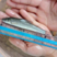 银鳕鱼苗大鳞鲃鱼淡水鱼