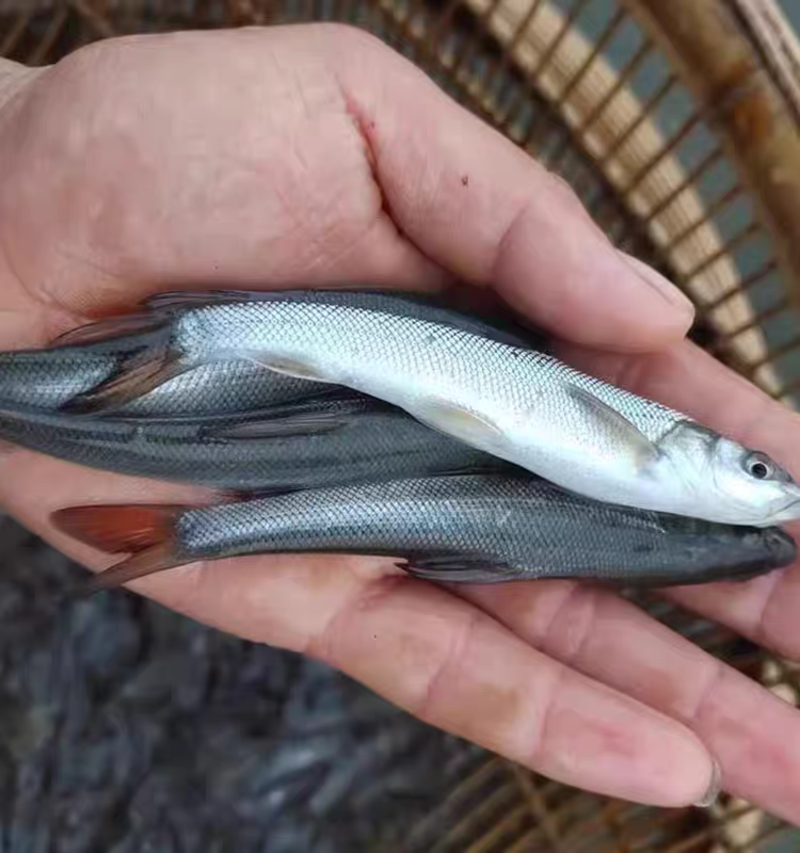 银鳕鱼苗大鳞鲃鱼淡水鱼