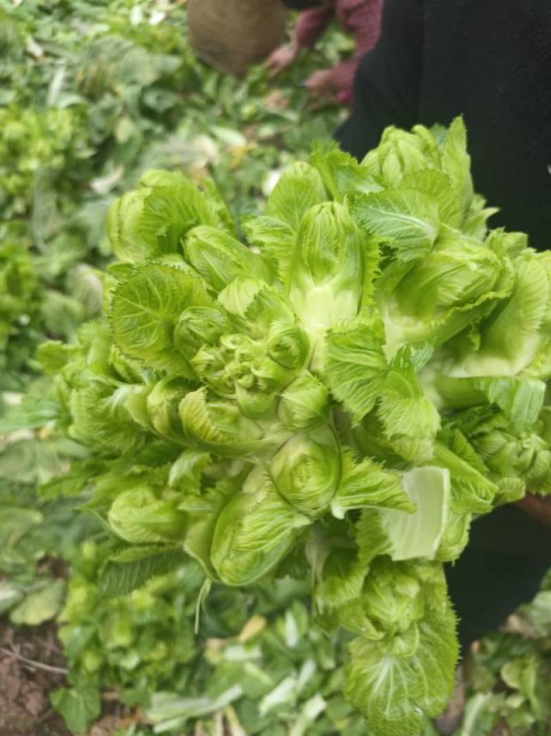 新鲜儿菜